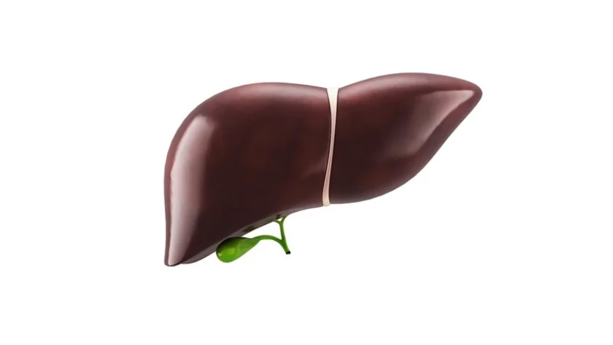 Kidney