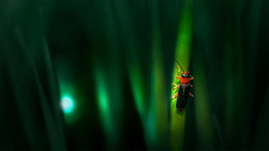 Firefly-Inspired Pill Lights Up the Gut To Reveal Inflammation (Technology Networks)